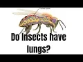DO INSECTS HAVE LUNGS