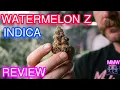 Watermelon Z Weed Review
