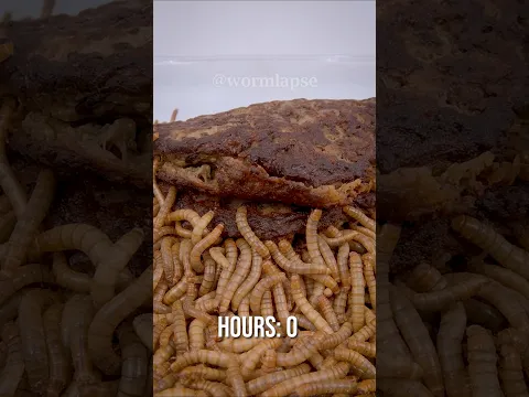 Mealworms Vs. Liver Patty 😅