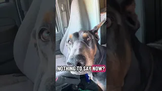#Fyp #fypシ #pets #doberman