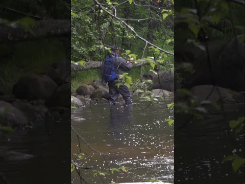 Трофей на лесной реке. #fishing #рыбалка #cope #luckyjohn #trout @salmo.lv @Forelpuikas