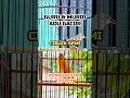 Download Lagu Ciblek Vs Kenari Isian Ciblek #ciblek #kenari #aviary #masteranburung #muraibatu #kicaumania #burung