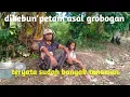 Download Lagu Sudah mulai bertani kembali setelah lama pak Jazuli istirahatkan lahannya