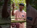 Lagu Pertanian Kakao Aceh Utara #shorts #fruit #farming