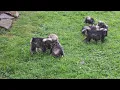 Mini Schnauzer Puppies For Sale