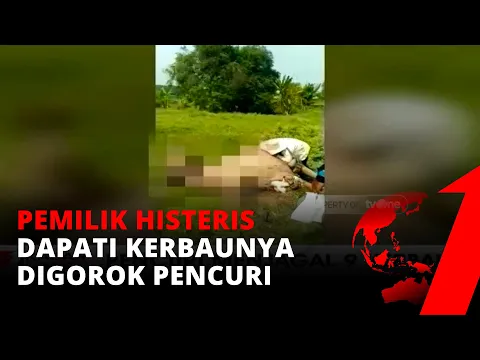 Rugi Ratusan Juta, Korban Penjagalan Kerbau Cerita Kronologis Kejadian | tvOne