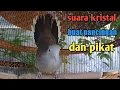 Download Lagu Perkutut lokal gacor suara kristal yang banyak di pakai untuk pancingan.