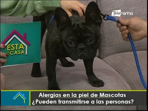 Alergias en la piel de mascotas ¿Pueden transmitirse a las personas?