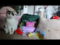 CatLadyBox unboxing Live In The Meow August 2026