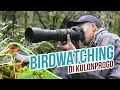 Download Lagu Berburu Burung Langka di Menoreh - Birdwatching at Menoreh Karst
