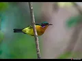 suara MP3 pikat andalan untuk burung besar dan kecil