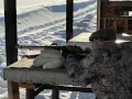 375 At The Range and Compared to 444 and 450 BM 1080p