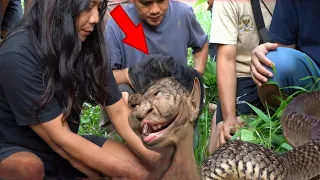 Dân Làng Hào Hứng Với Sự Xuất Hiện Của Một Loài Rắn Nửa Người Nửa Rắn