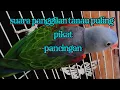 nuri Tanau puling,suara panggilan lawan.cocok juga untuk pancingan..