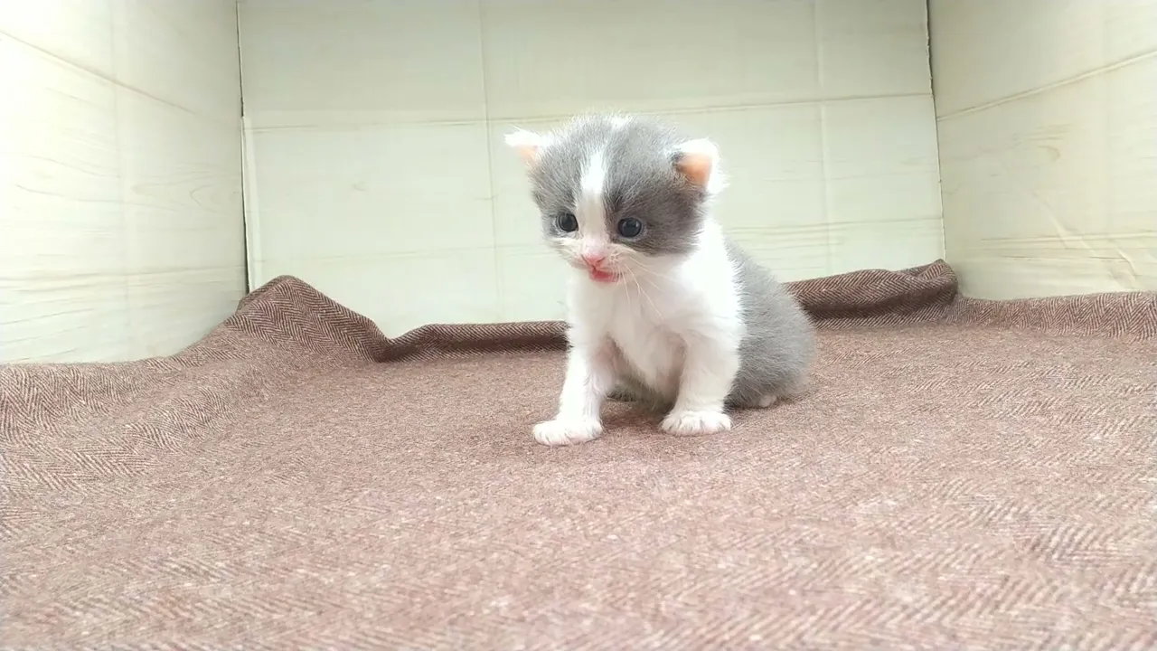 動画