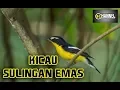 Suara Burung Sikatan atau Sulingan Emas di Hutan