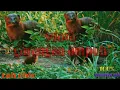 Download Lagu Suara pikat garangan dijamin 100% muncul..