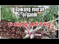 Download Lagu Growing red onions | Cara Menanam Bawang Merah Hasil Melimpah #bawangmerah #bawang #onions