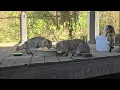 Download Lagu The Kitties are out, we have extra goodies today.The cats won't care but the Raccoons might.