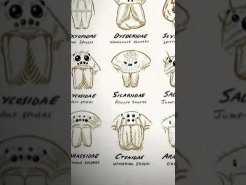 Types of Spider | Part-9 #spider #scary #shorts