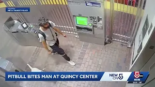 Pit bull owner sought after man bitten in Quincy