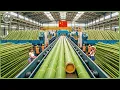 Lagu How Billions of Bamboo Are Processed Into Eco Products – Inside the World’s Massive Bamboo Industry