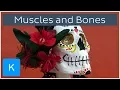 6 fun facts about muscles and bones - Human Anatomy Kenhub