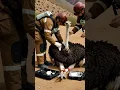 Download Lagu Struisvogel vast in prikkeldraad veilig bevrijd #shorts #wildliferescue
