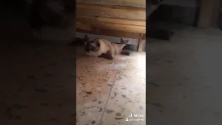 لماذا تخاف القطط من هذا الصوت  دندنها