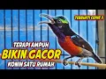 Lagu KOLIBRI NINJA GACOR FULL MATERI ISIAN ROLL TEMBAK MEWAH !! PANCINGAN KONIN BAHAN AGAR CEPAT EMOSI