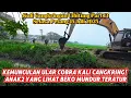 Download Lagu SEREM AH‼️Kemunculan Ular Cobra Kali Cangkring Bikin Anak-anak Nonton Beko Mundur Teratur