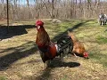 Download Lagu Panggilan Peringatan Ayam Jantan kepada Ayam Betina