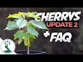Questions People Ask When growing Cherry Trees From Seed - Cherry Tree From Seed Update 2