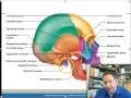 Chapter 5 Skeletal System A P Part 1 Lecture