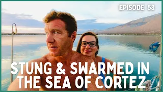 [Ep 58] Stingray Sting, Swarmed by Bees, and Fishing Fails | Cruising Bahia de Los Angeles