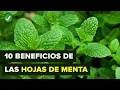 Download Lagu 10 Beneficios De Las Hojas De Menta Que Debes Conocer