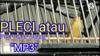 Download MASTERAN JOOOSS_Pleci Dakun Malang \ MP3