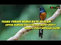 Download Lagu Suara Terapi Murai Batu Untuk Burung Macet/ Bakalan