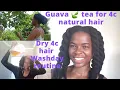 Download Lagu Natural hair wash day, garden chores, guava leaf harvest for hair rinse. guava 🍃 for hair growth