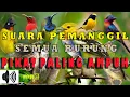 Download Lagu Suara trucukan ribut mp3 pikat semua burung kecil ampuh durasi panjang.ANTI ZONK