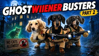 ep 64 ghostwienerbusters part 2 how to catch a ghost cat 