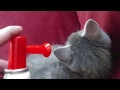 Lagu Waking up my kitten with an air horn
