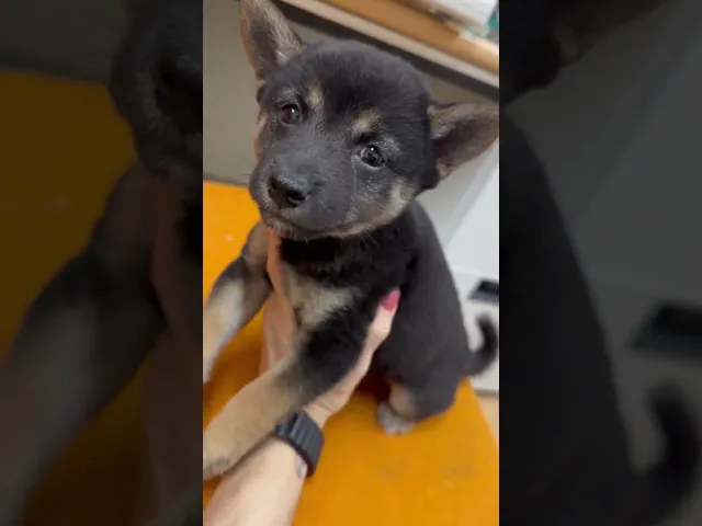 動画