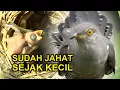 Download Lagu KEDASIH BURUNG PALING JAHAT DAN LICIK
