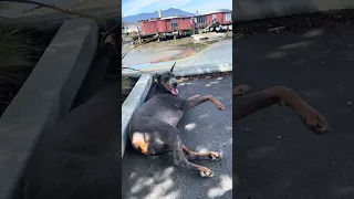 #Fyp #dream #pets #doberman