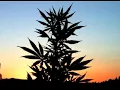 10ft Ganja Plant - Chalwa (Melloro remix)