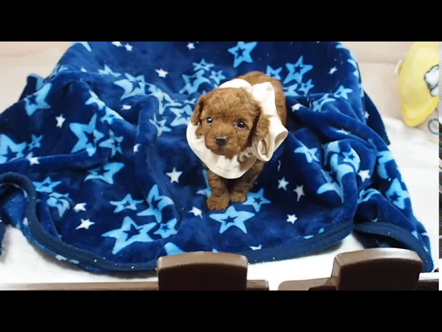 動画