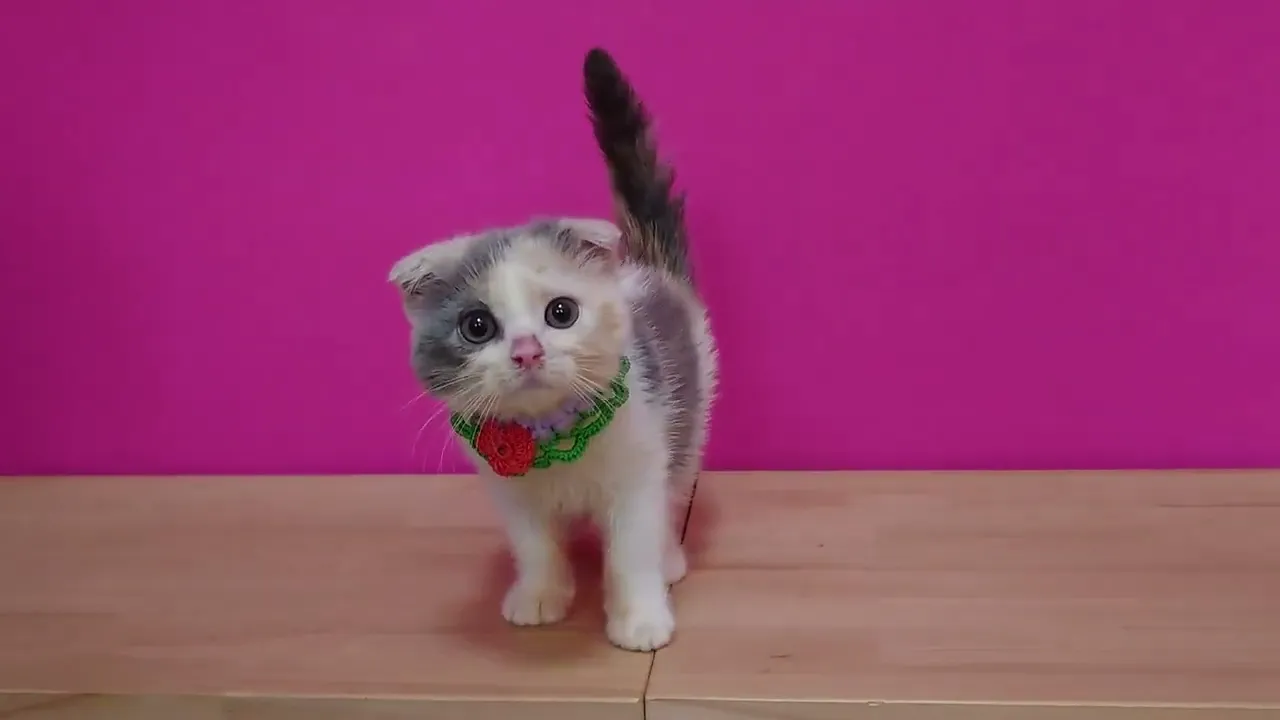 動画