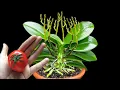 Lagu Few people know that tomatoes can also help orchids revive and bloom continuously