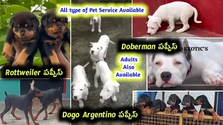 91214 18006 top quality All type of puppies Pets service available in hyderabad Aj are